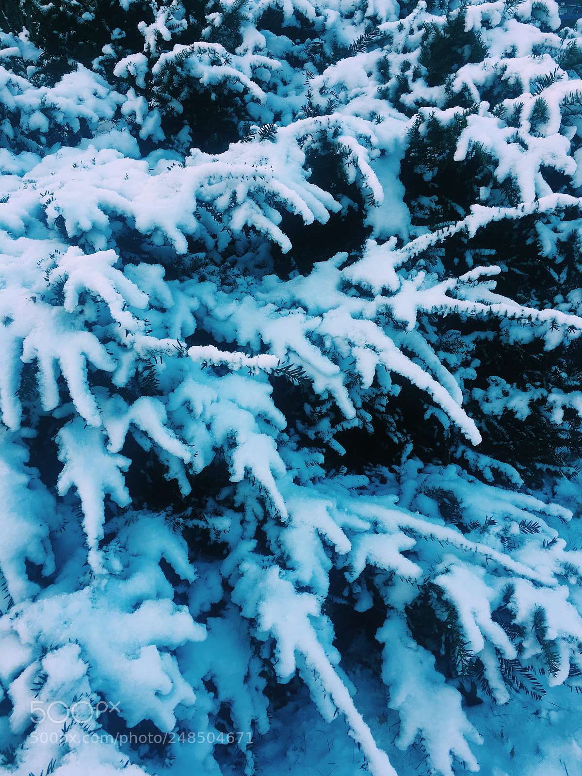 Apple iPhone 6s sample photo. After the snow storm photography