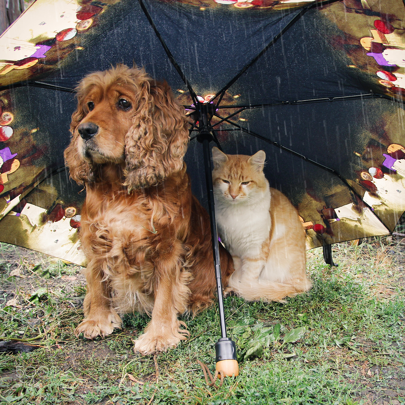 Canon EOS 600D (Rebel EOS T3i / EOS Kiss X5) sample photo. A dog and a photography