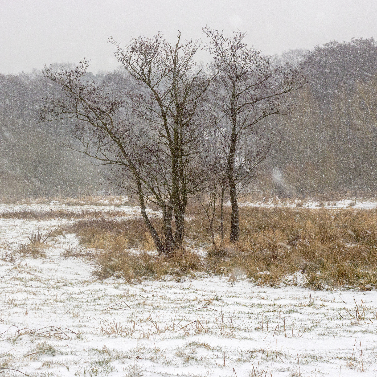 Canon EOS 700D (EOS Rebel T5i / EOS Kiss X7i) sample photo. A walk in snowfall photography
