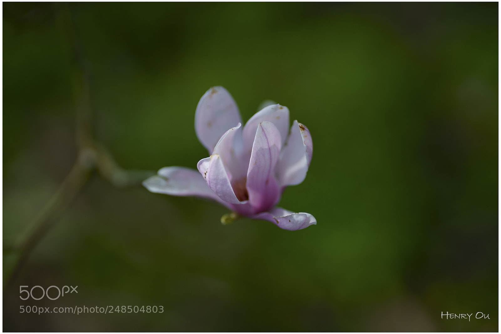 Sony a7R II sample photo. Magnolia photography