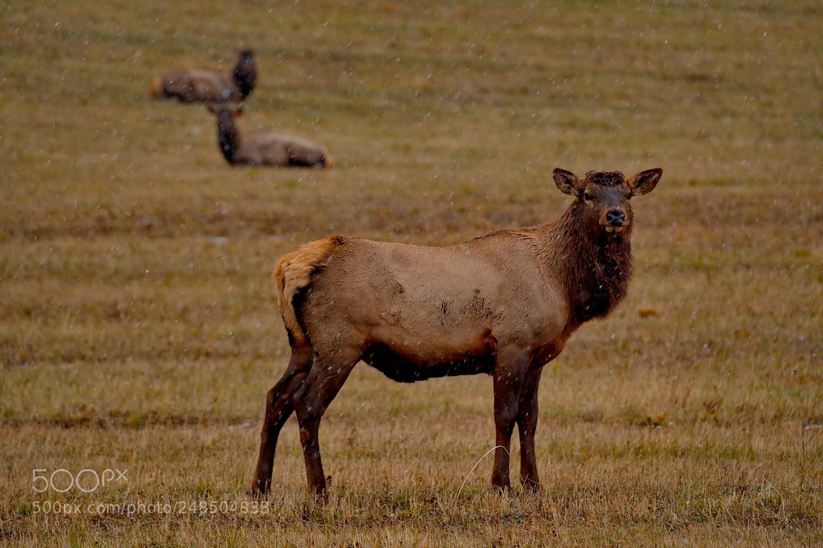 Fujifilm X-T1 sample photo. Russia. mountain altai. maral. photography