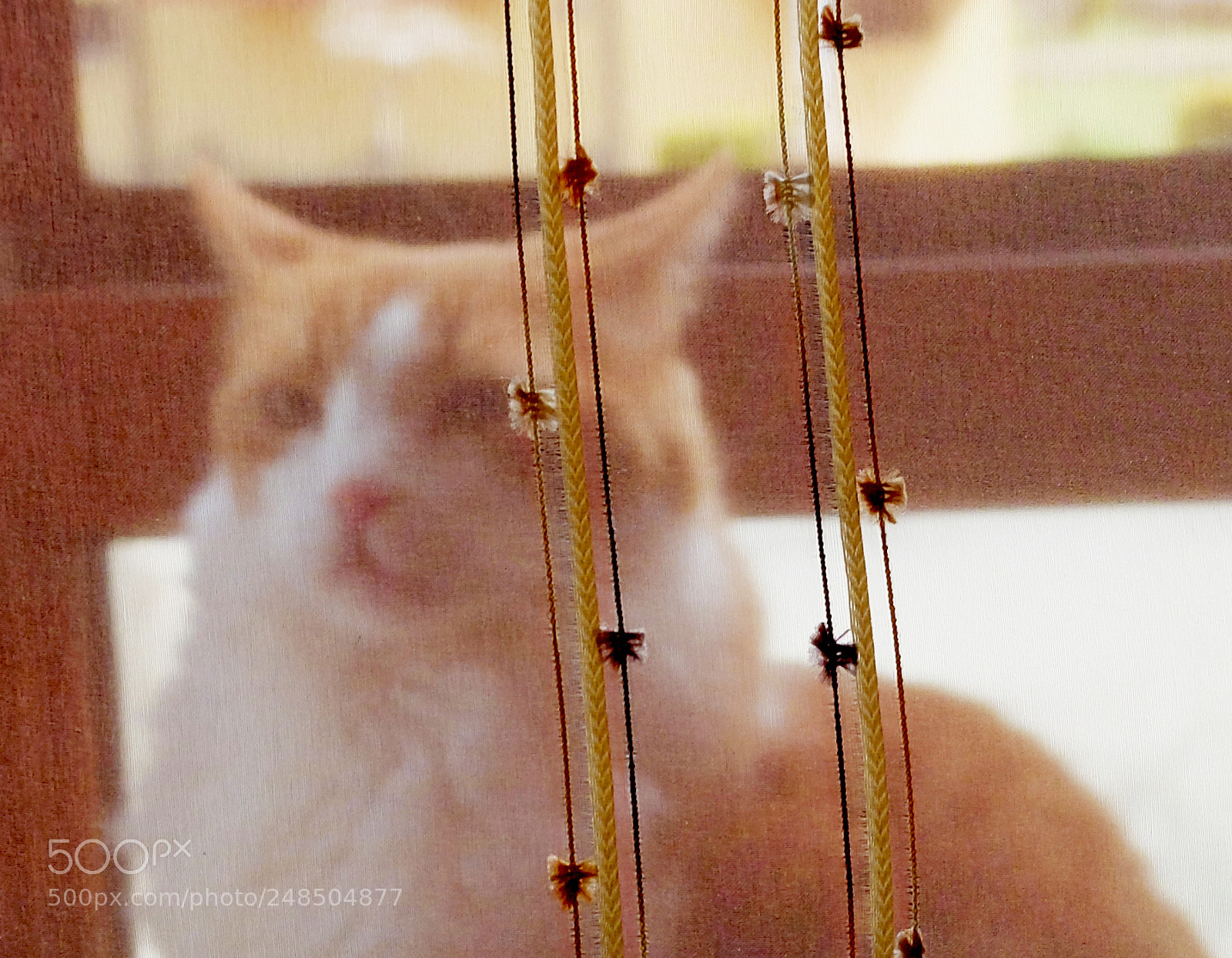 Fujifilm X20 sample photo. Orange cat photography