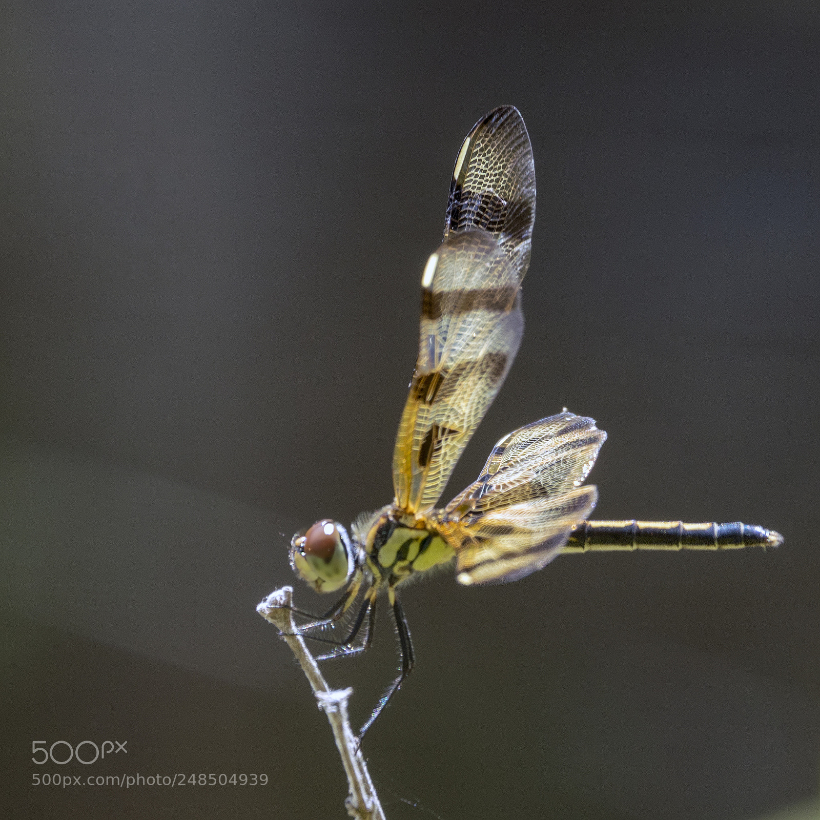 Sony a7R III sample photo. Dragonfly photography