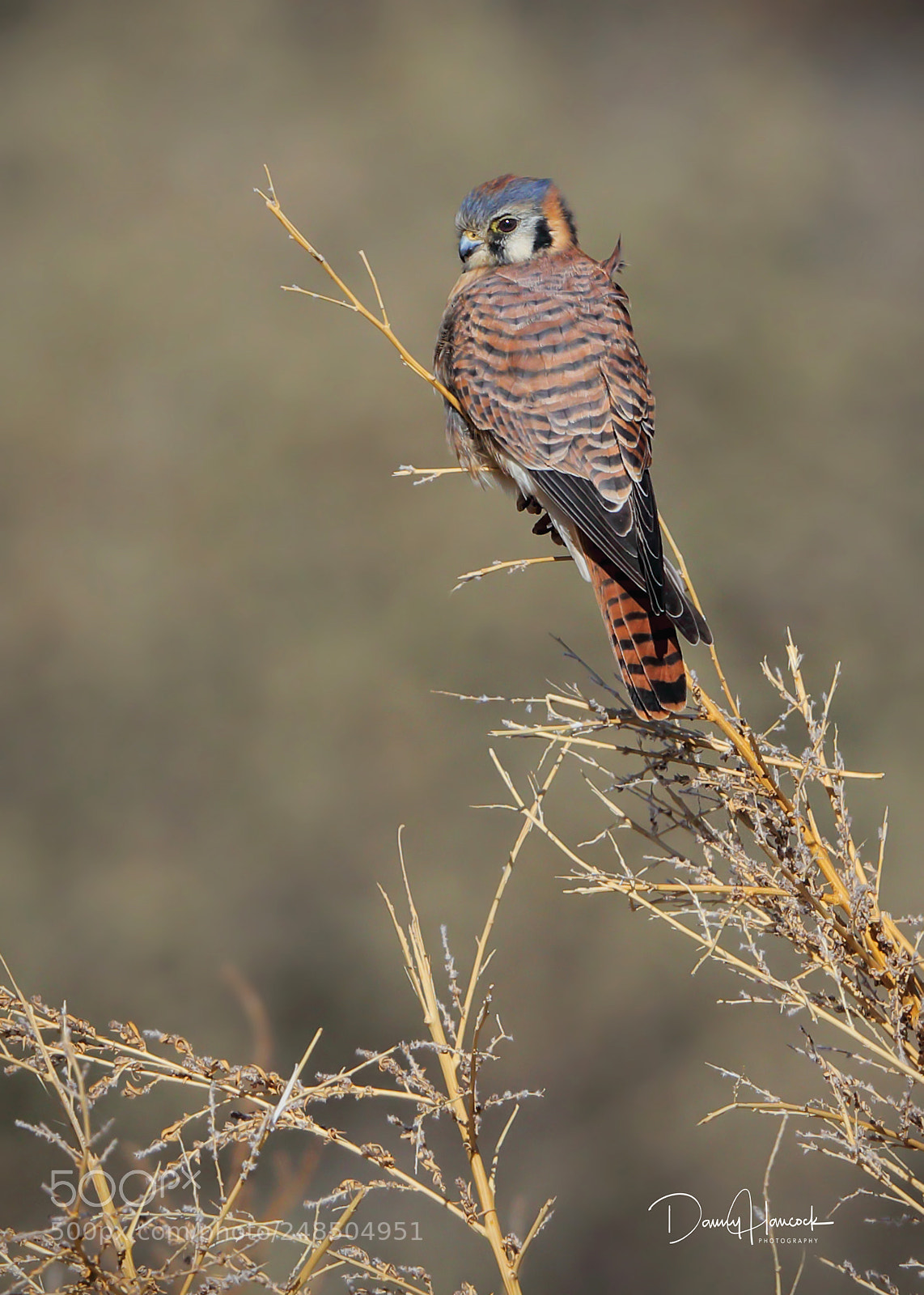 Canon EOS-1D X Mark II sample photo. American kestrel photography