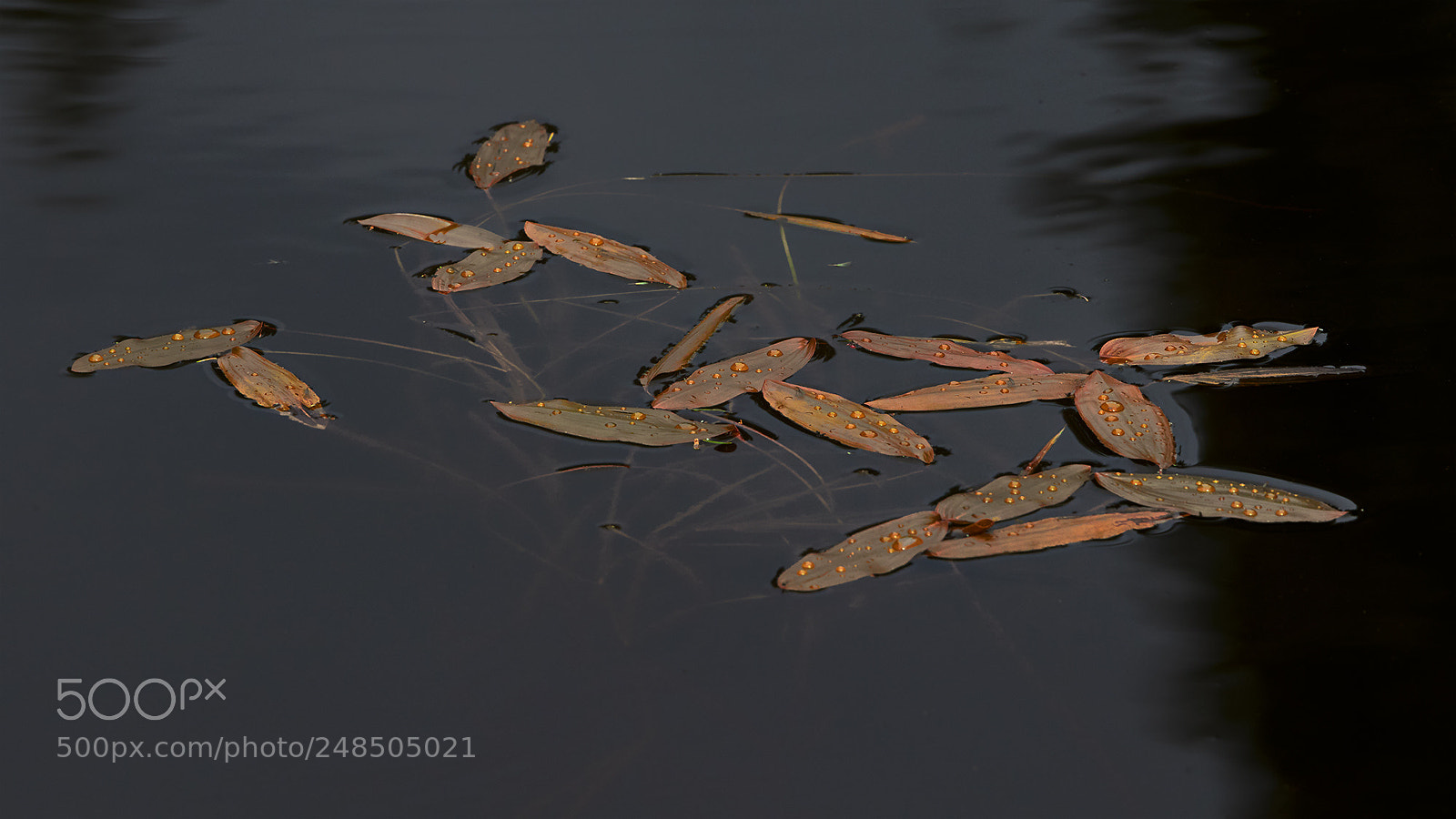 Canon EOS-1D X Mark II sample photo. Leaves photography