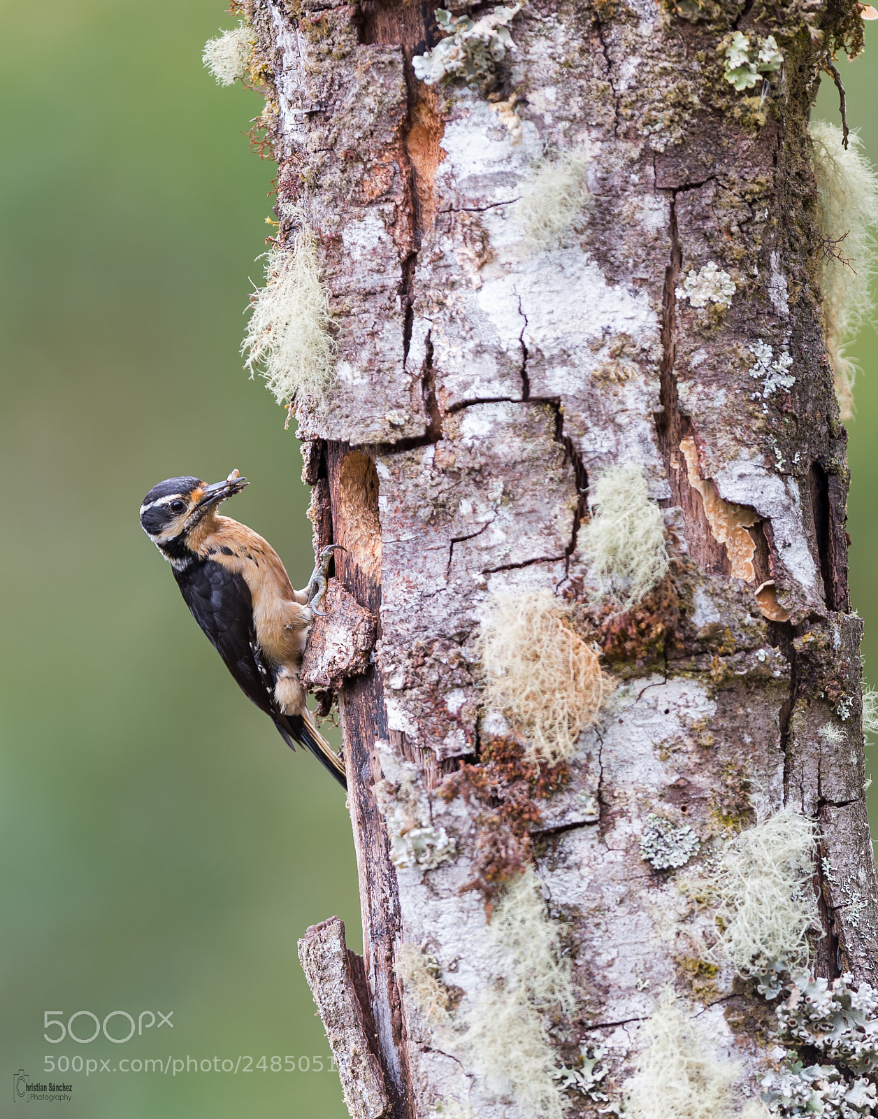 Nikon D4 sample photo. Hairy woodpecker photography