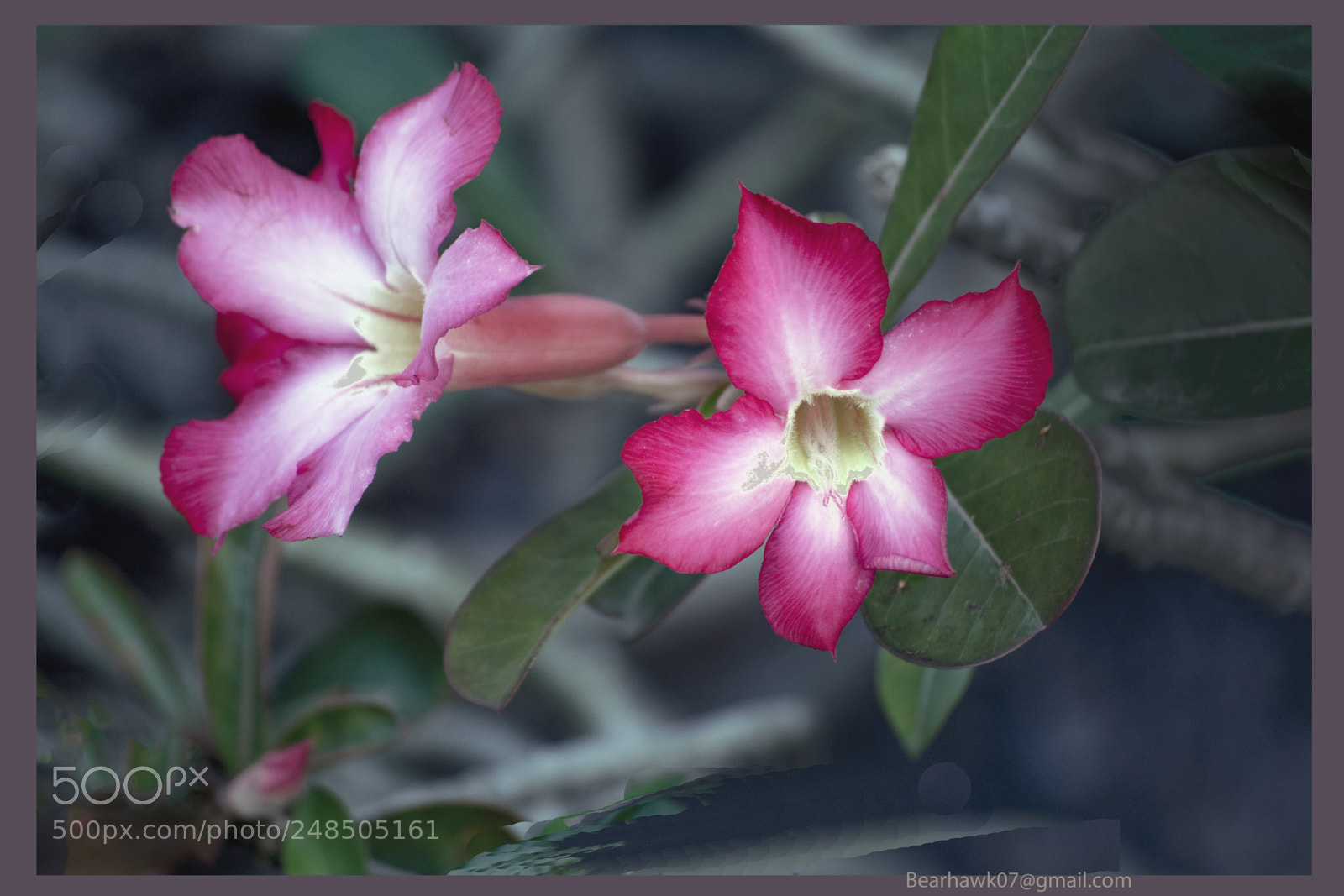 Nikon D7200 sample photo. Copy photography
