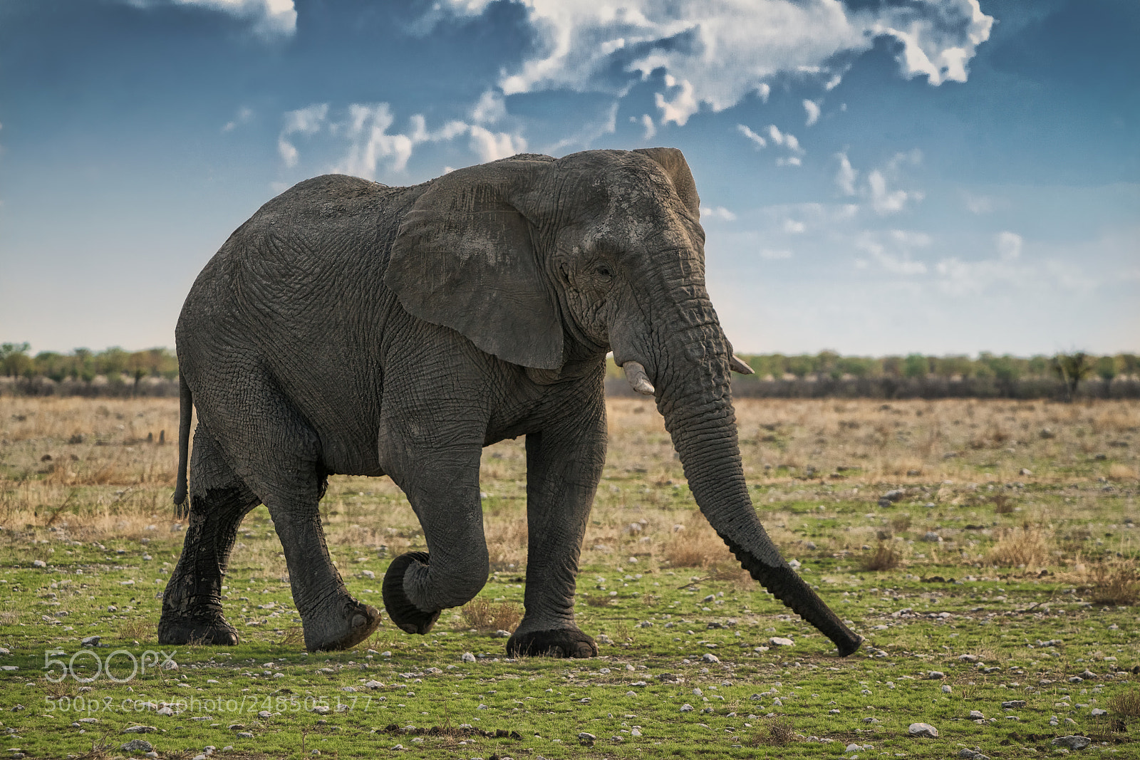Sony a7R II sample photo. Giant walk photography