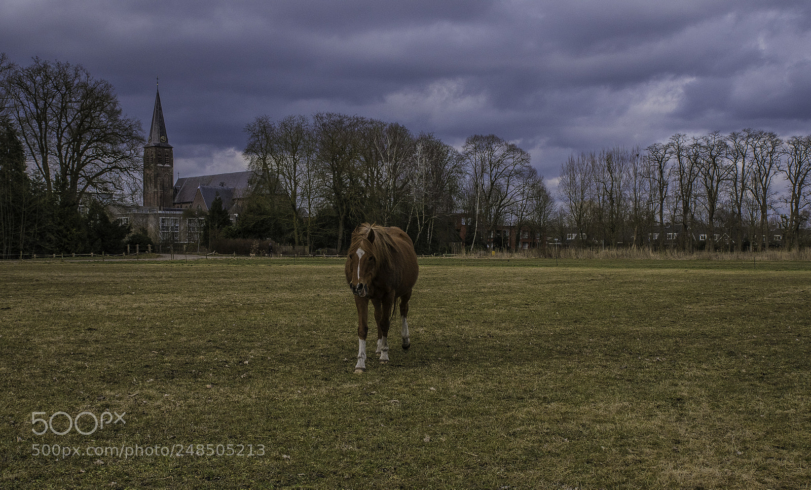 Nikon D500 sample photo. Paard in de wei photography