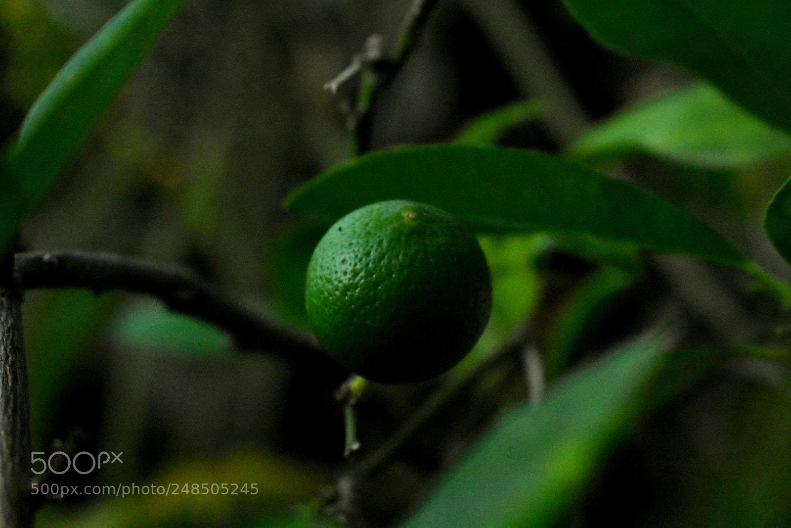 Nikon D3400 sample photo. Cítrico. photography