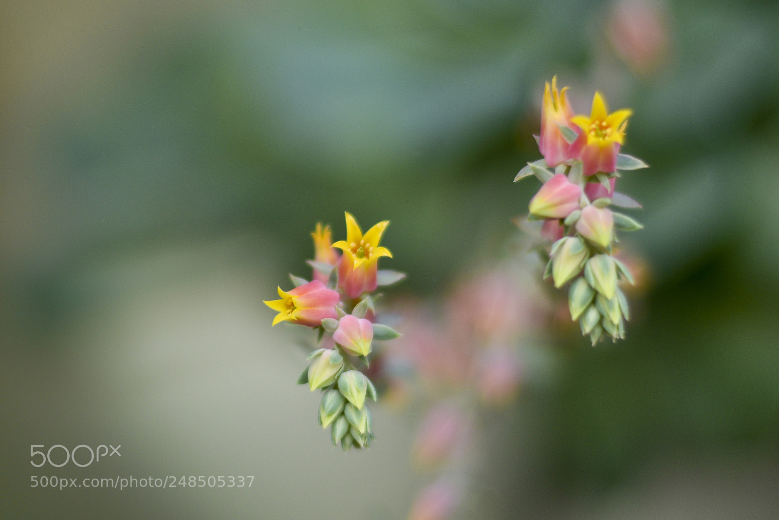 Nikon D5300 sample photo. Min sculas flores de photography