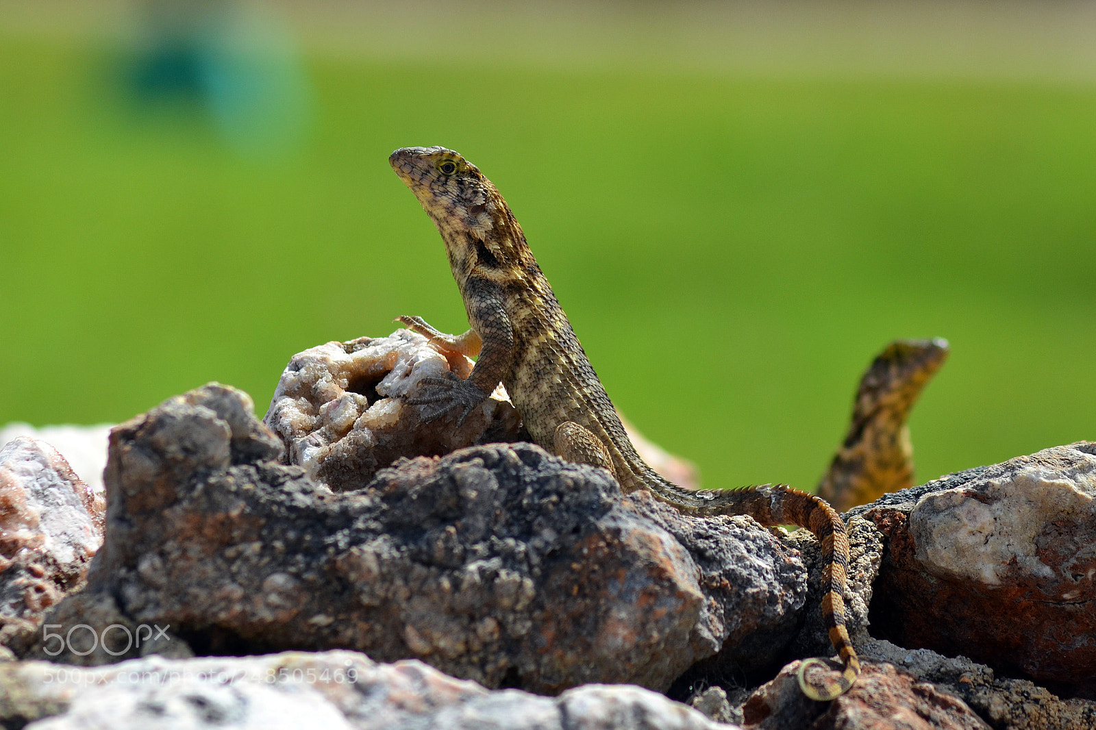 Nikon D5100 sample photo. Lizard. photography