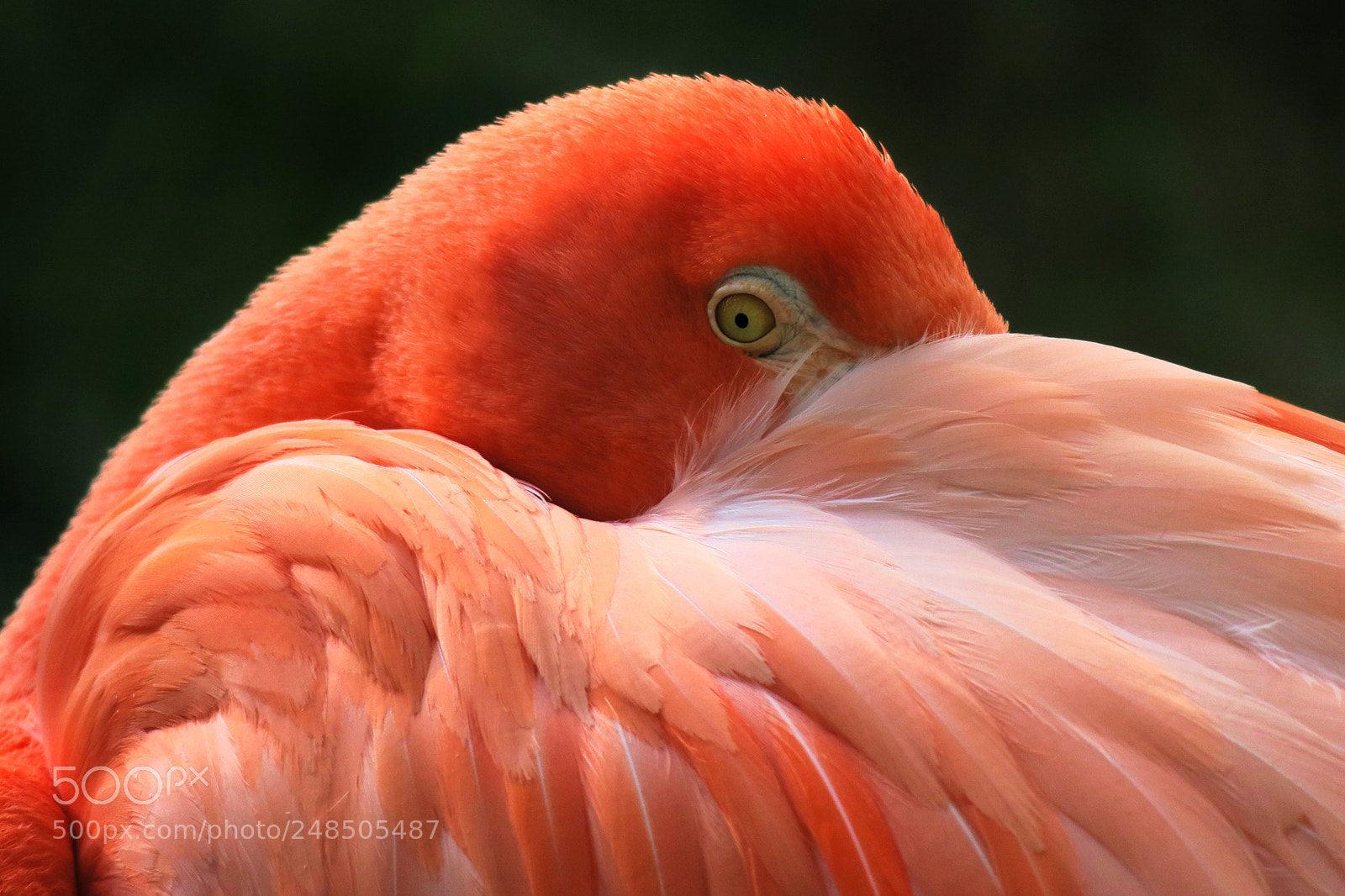 Canon PowerShot G3 X sample photo. Flamingo photography