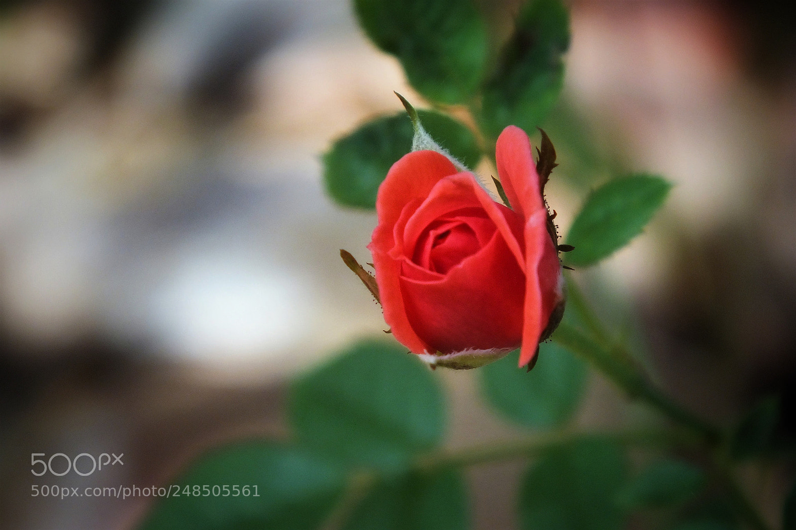 FujiFilm FinePix HS20 EXR (FinePix HS22 EXR) sample photo. Rose... photography