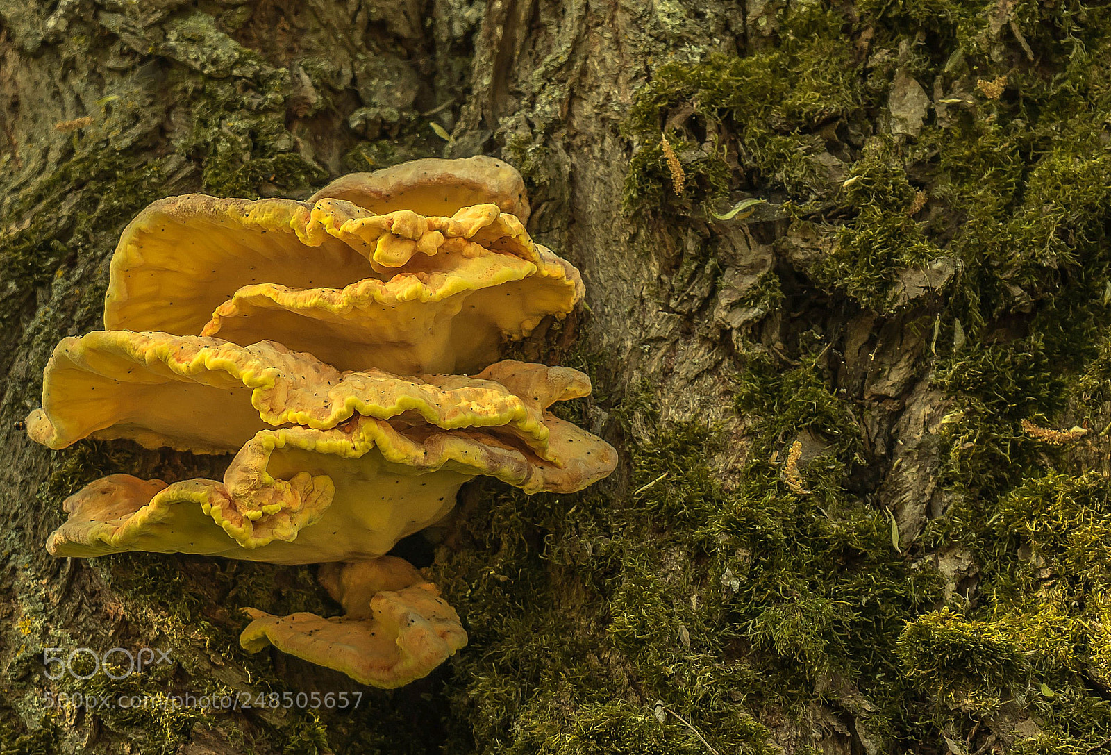 Sony a7R sample photo. Laetiporus sulphureus photography