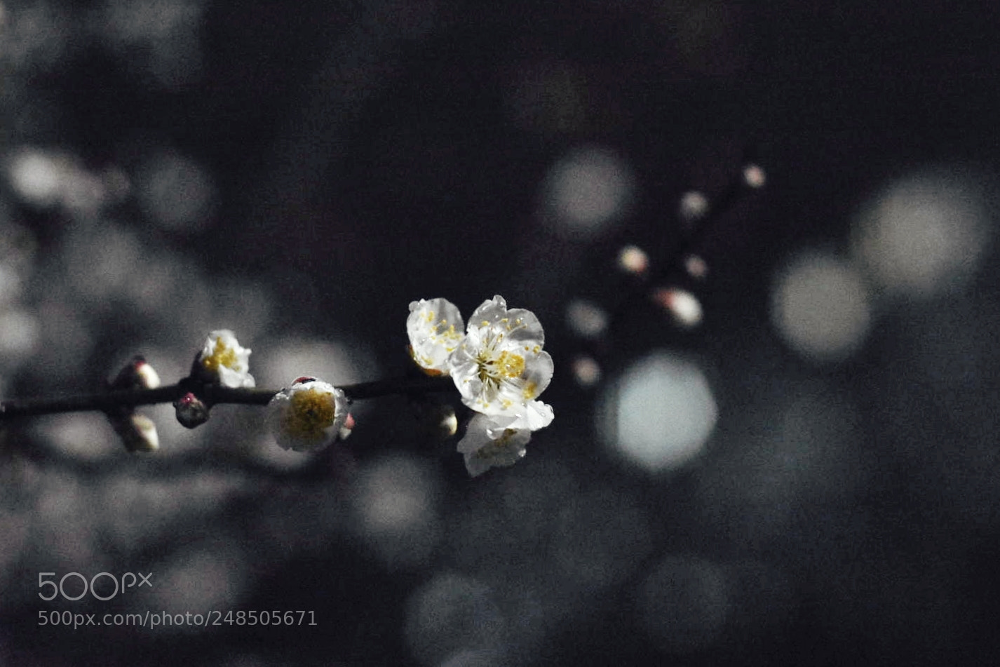 Nikon D7200 sample photo. 夜放梅如雪 photography