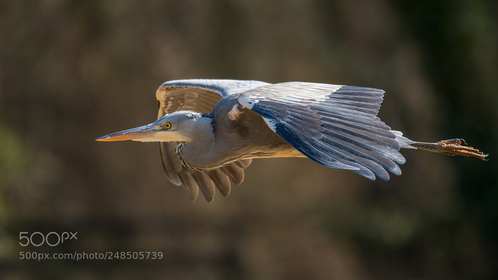 Nikon D500 sample photo. Heron on the flight photography