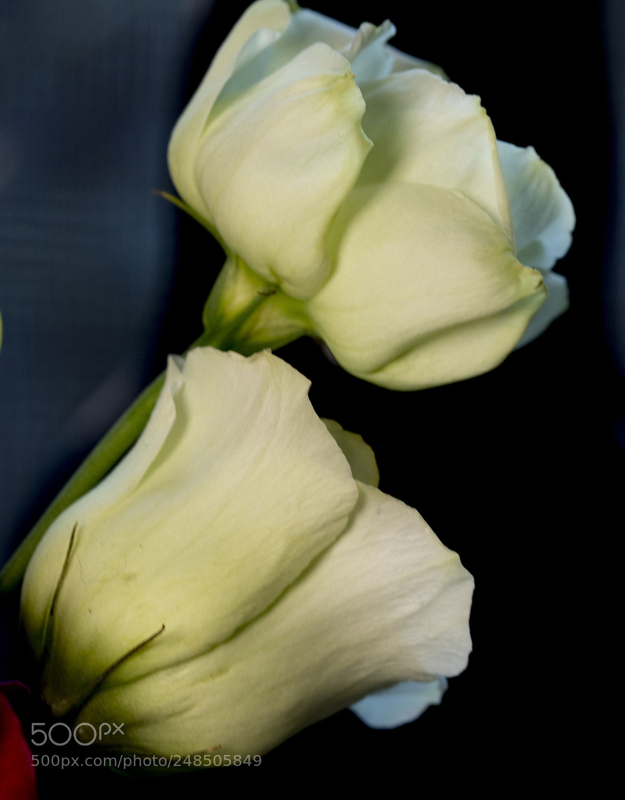 Canon EOS M5 sample photo. Sister flowers photography