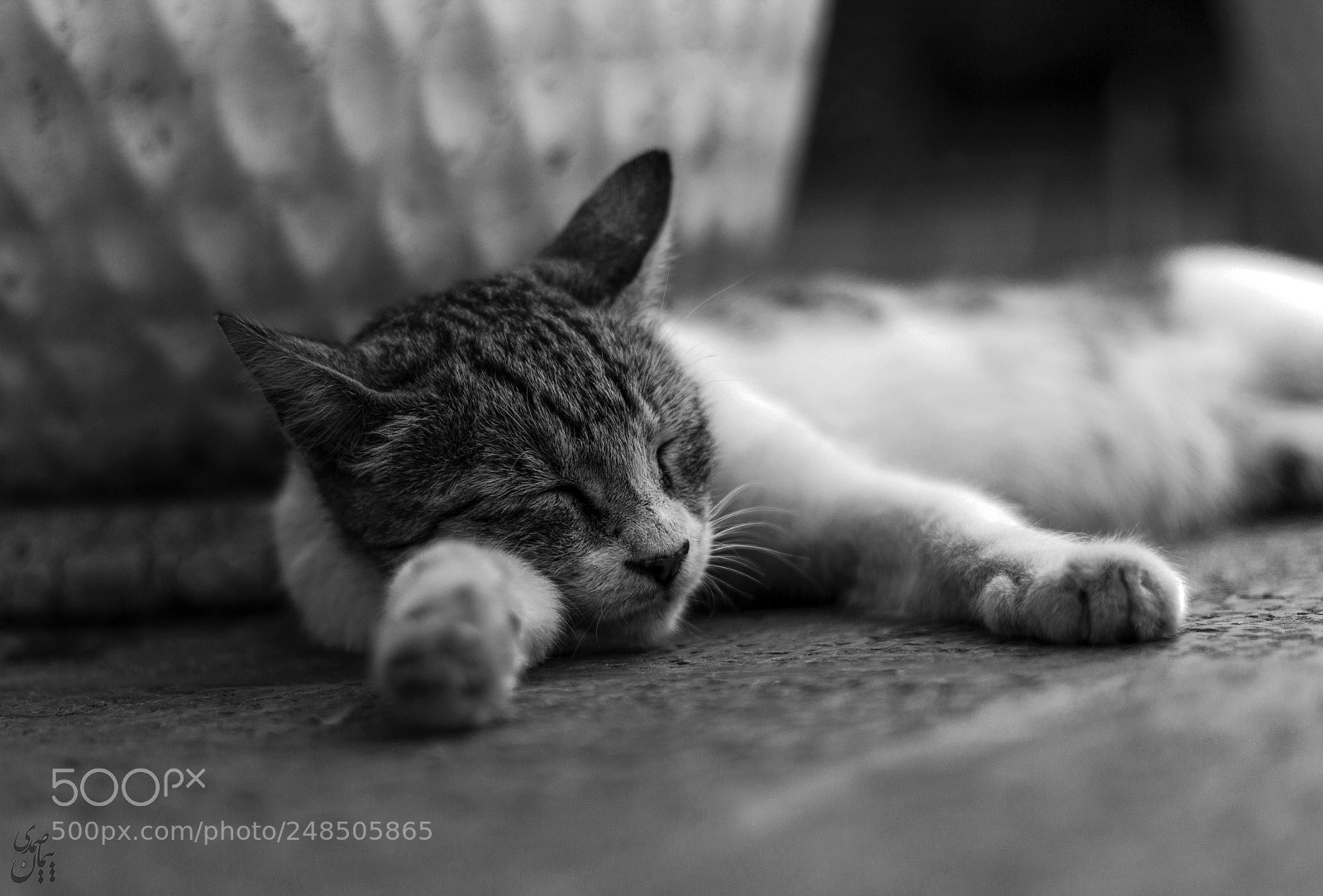 Canon EOS 600D (Rebel EOS T3i / EOS Kiss X5) sample photo. Sweet dream photography