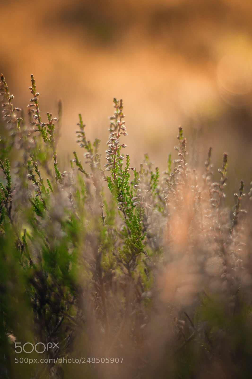 Canon EOS 60D sample photo. This way is up photography