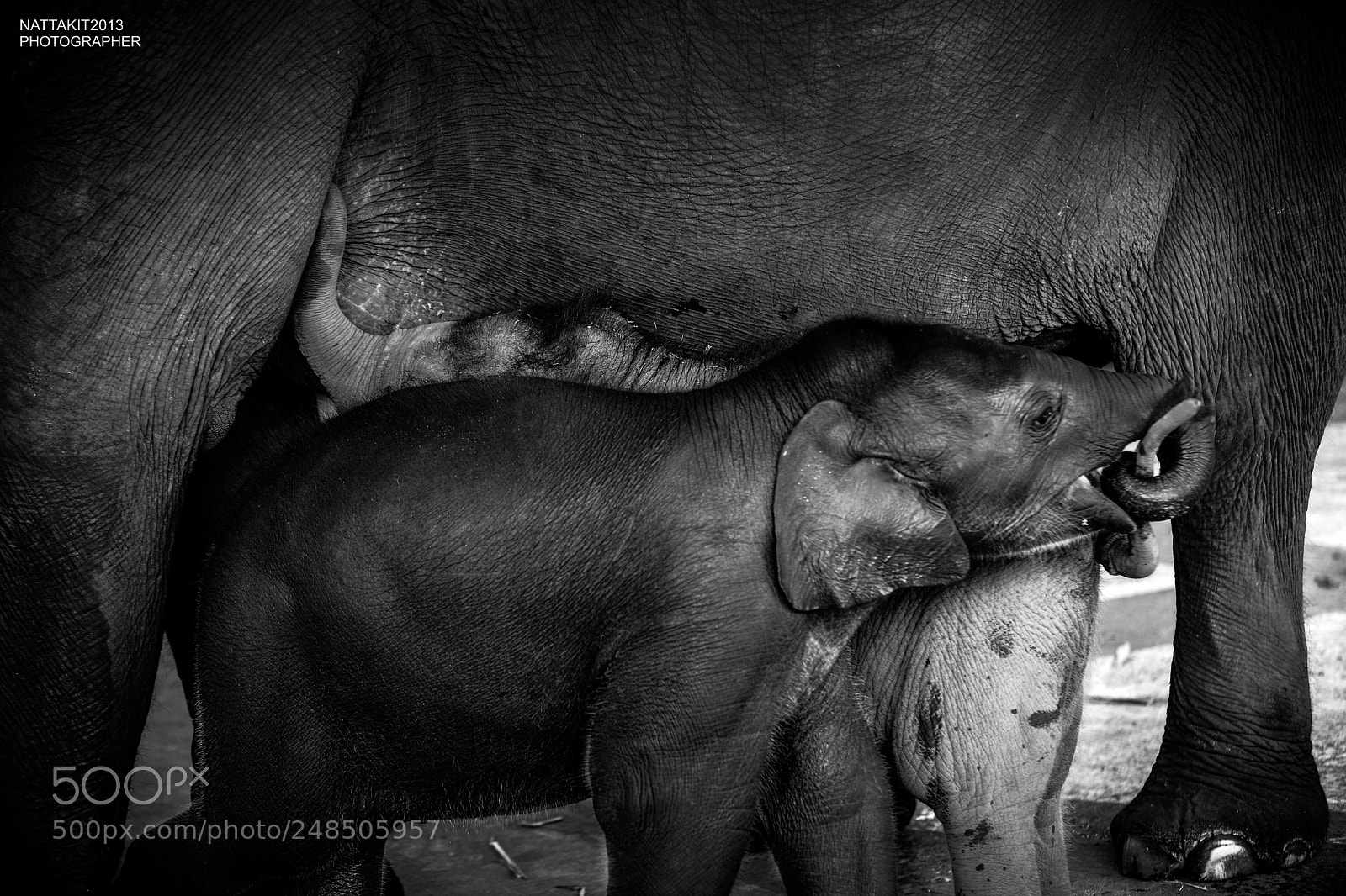Nikon D800E sample photo. Elephants life photography