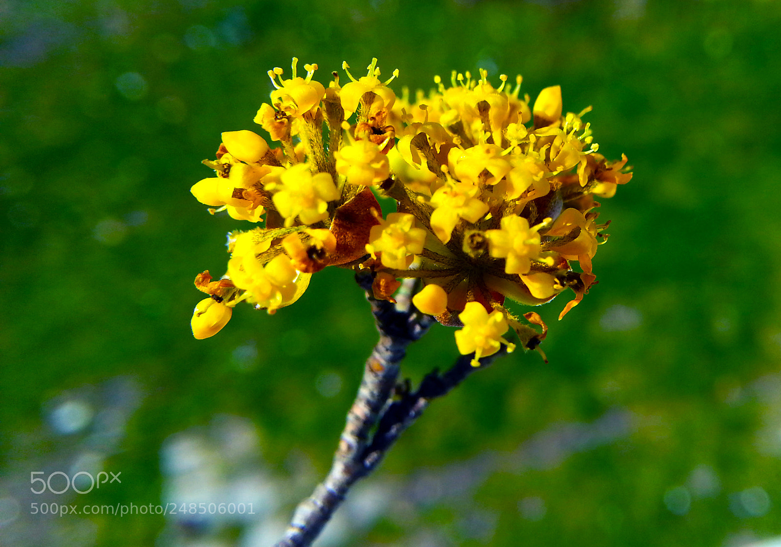 Samsung Galaxy Note2 sample photo. Cranberry flower photography