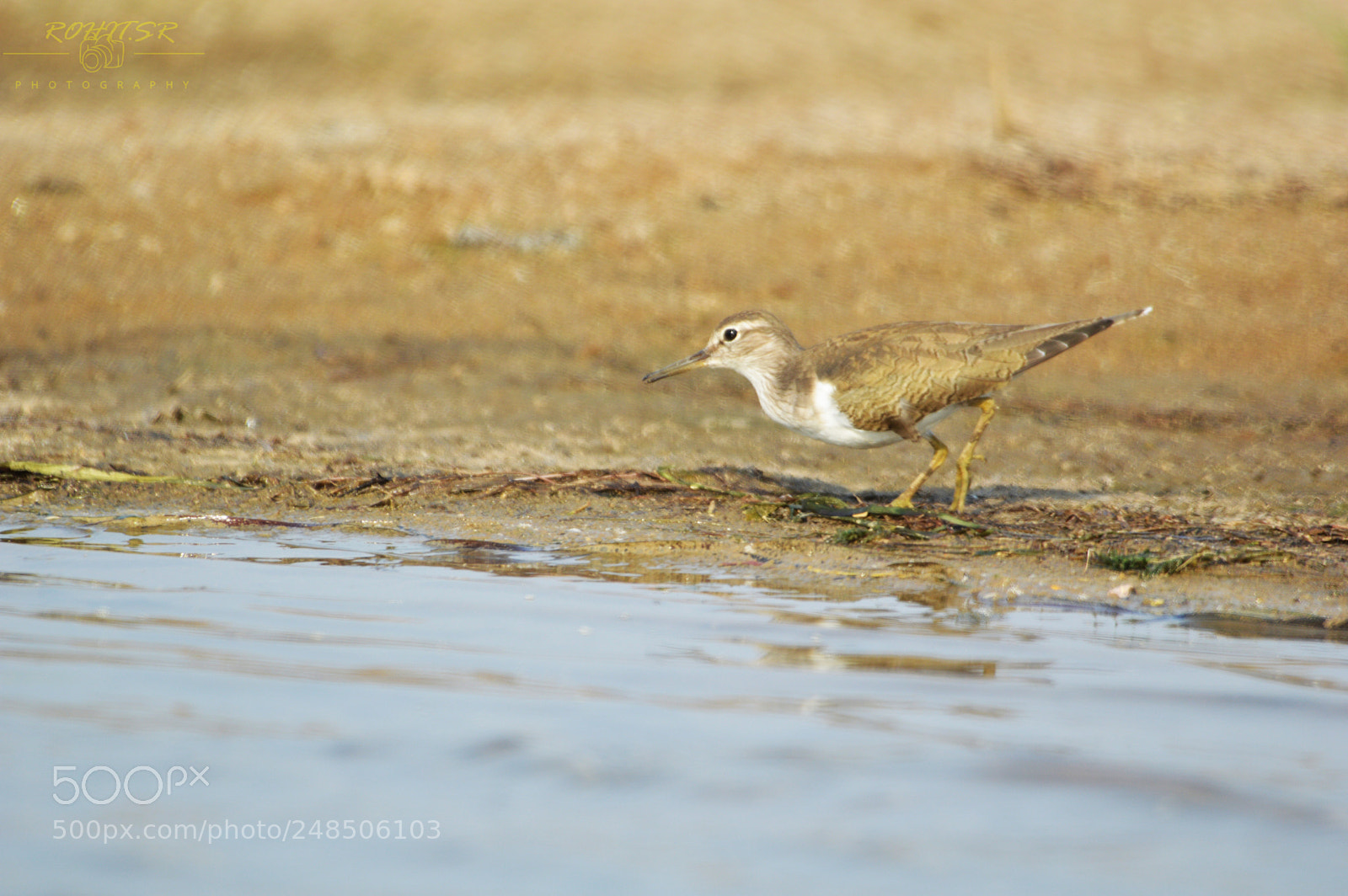 Nikon D3200 sample photo. Sandpiper photography