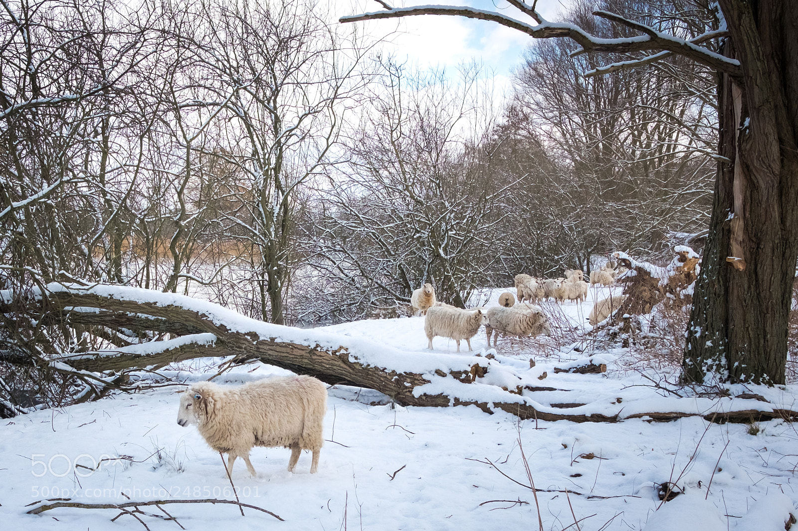 Fujifilm X-T2 sample photo. Just some sheep in photography