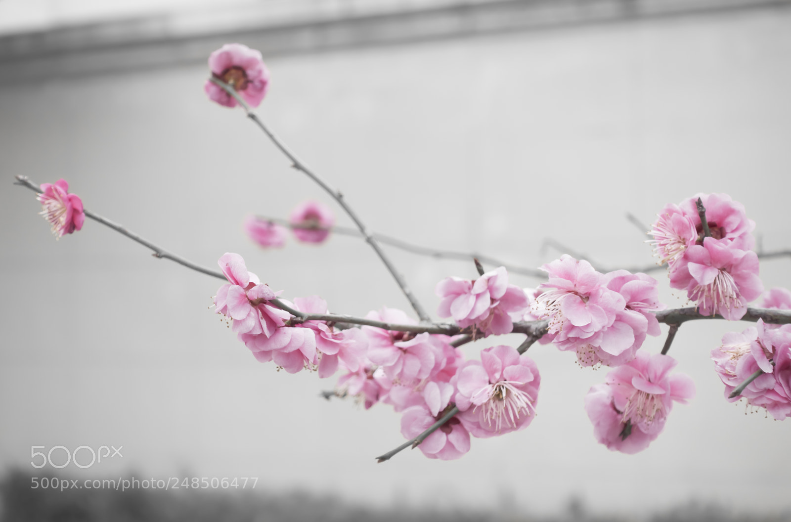 Sony DSC-RX100M5 sample photo. Plum.jpg photography