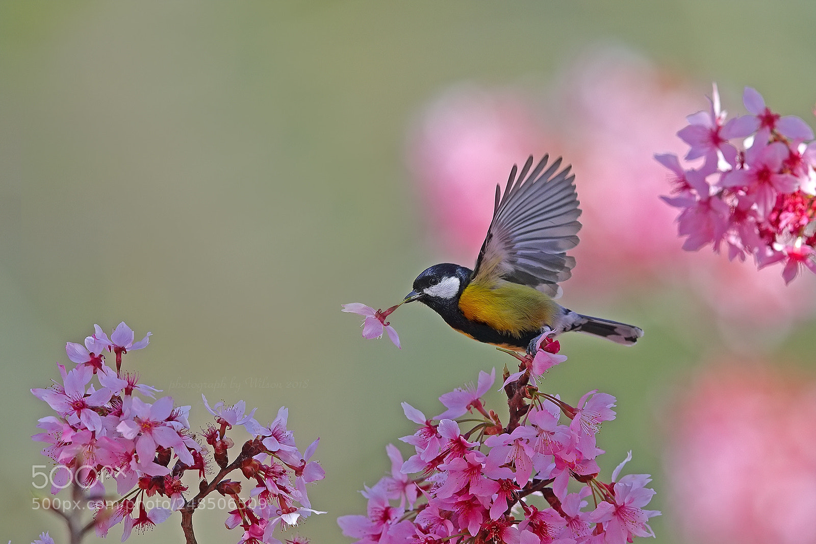 Canon EOS-1D X Mark II sample photo. Parus monticolus photography