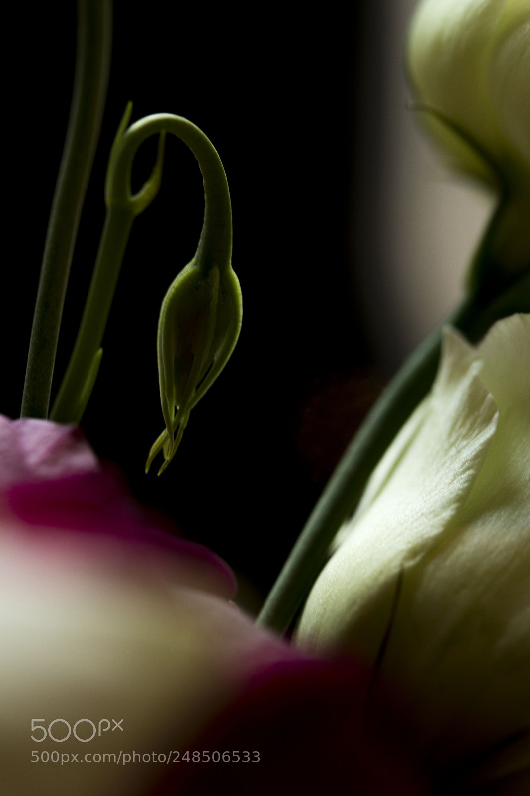 Canon EOS M5 sample photo. Bloom photography