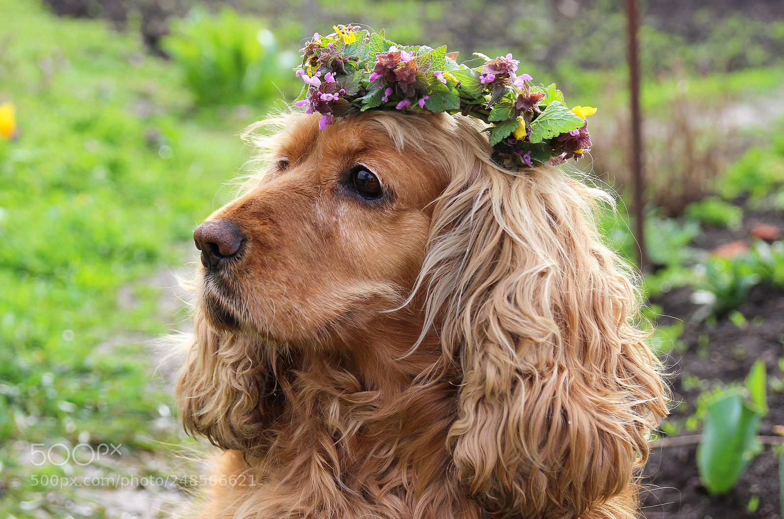 Canon EOS 600D (Rebel EOS T3i / EOS Kiss X5) sample photo. Dog and flowers photography