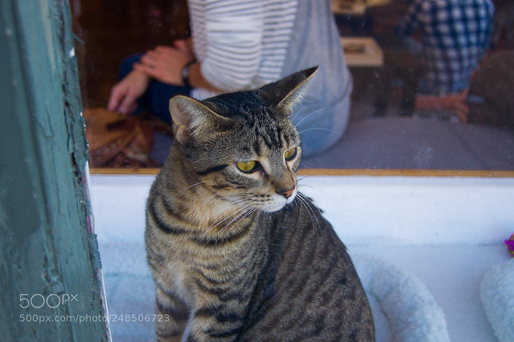 Sony Alpha DSLR-A500 sample photo. Cat cafe photography