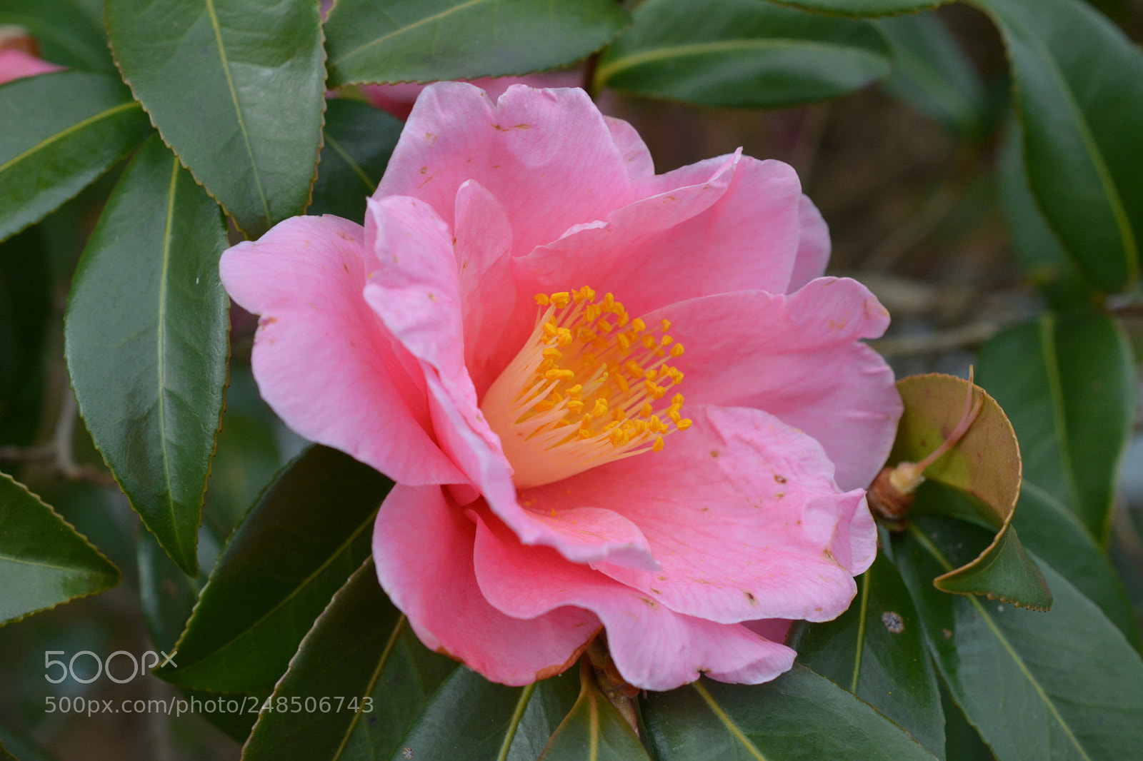 Nikon D5200 sample photo. The flower photography