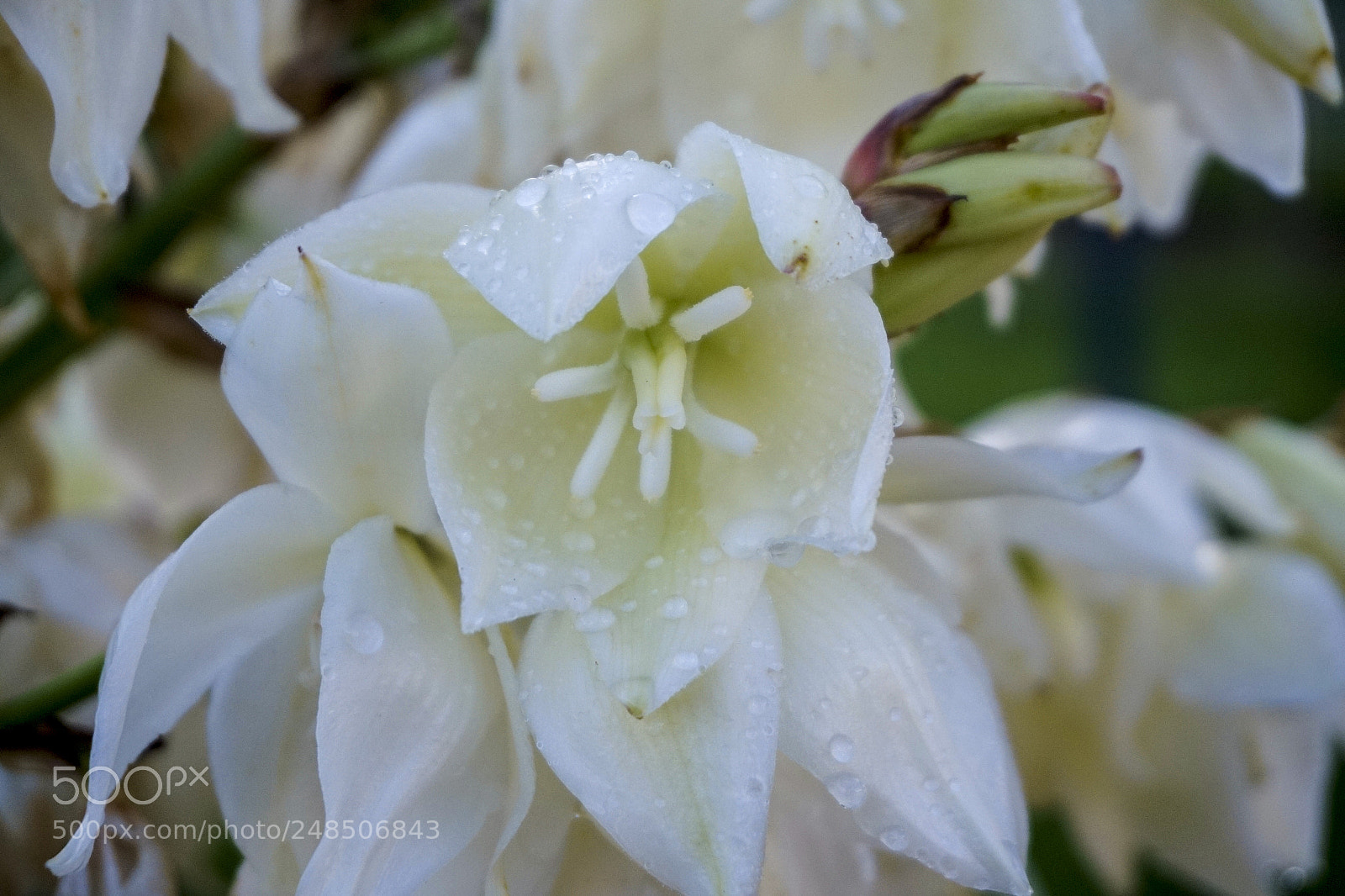 Sony Alpha a5000 (ILCE 5000) sample photo. Flor photography