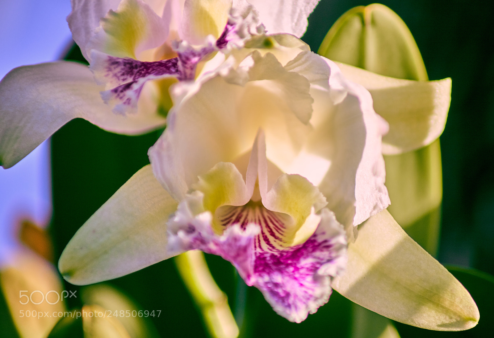 Canon EOS 750D (EOS Rebel T6i / EOS Kiss X8i) sample photo. Orchid 2 photography