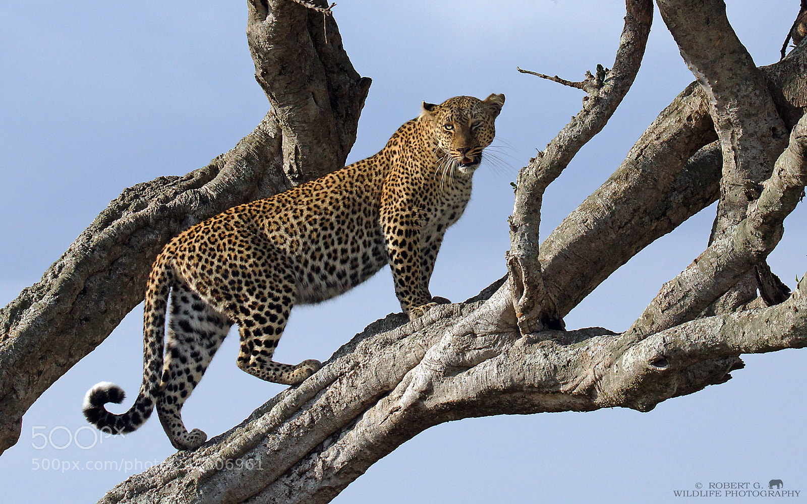 Sony SLT-A77 sample photo. Leopard on tree photography