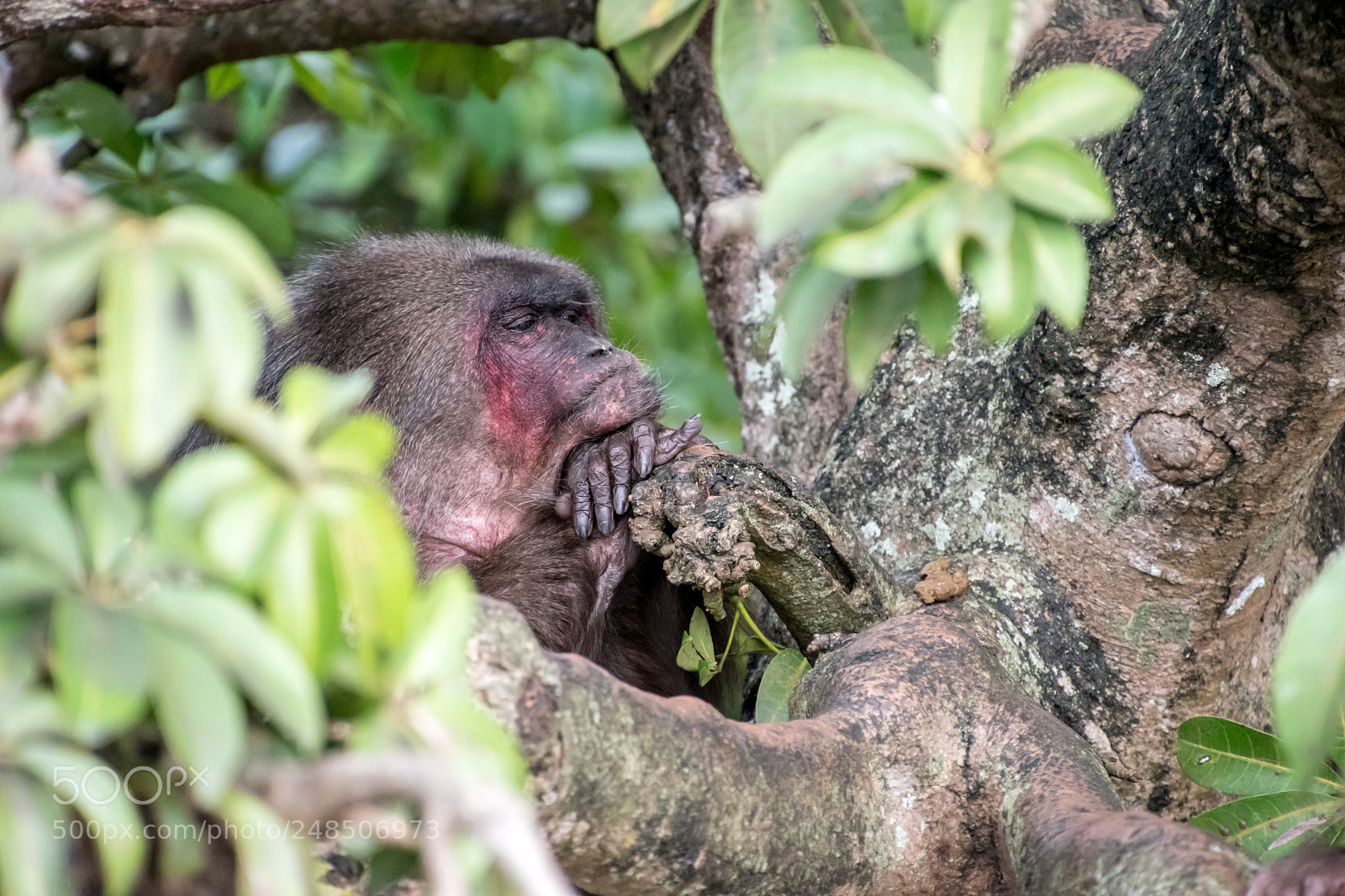 Nikon D5500 sample photo. Macaque photography