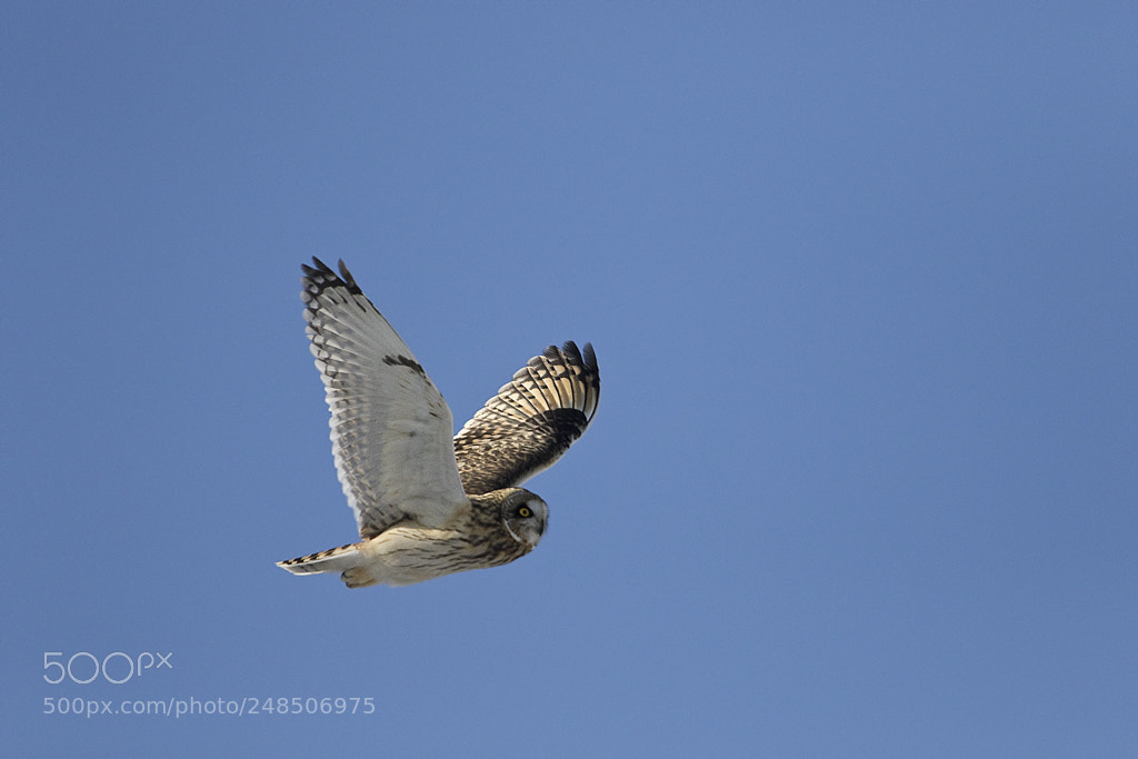 Canon EOS 7D Mark II sample photo. Short eared owl, connecticut, 2018 photography