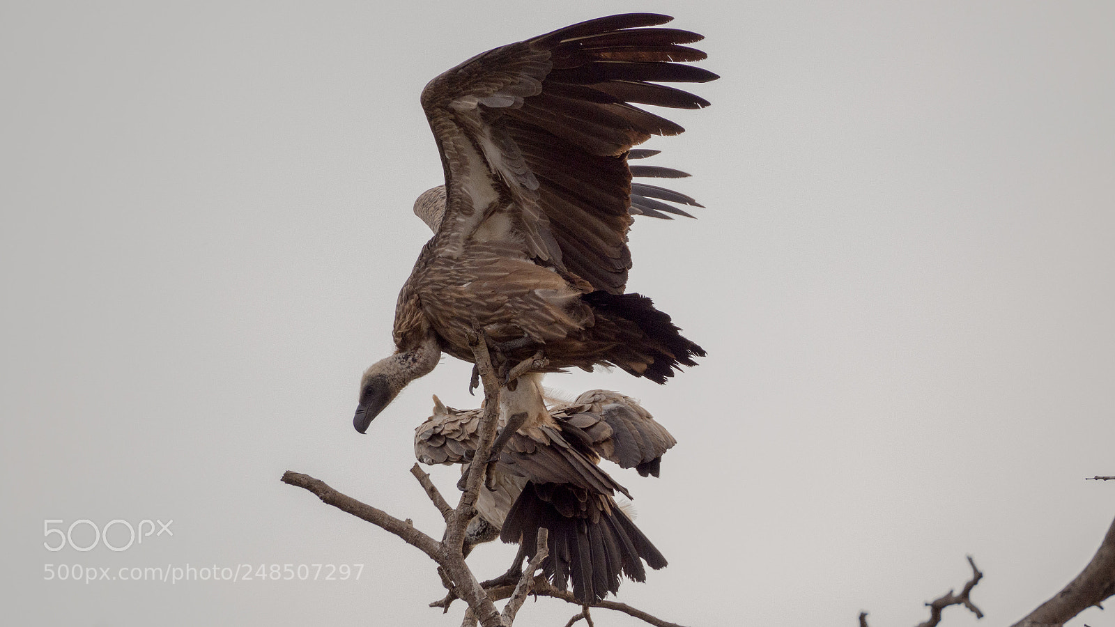 Olympus OM-D E-M10 II sample photo. White-backed vulture photography