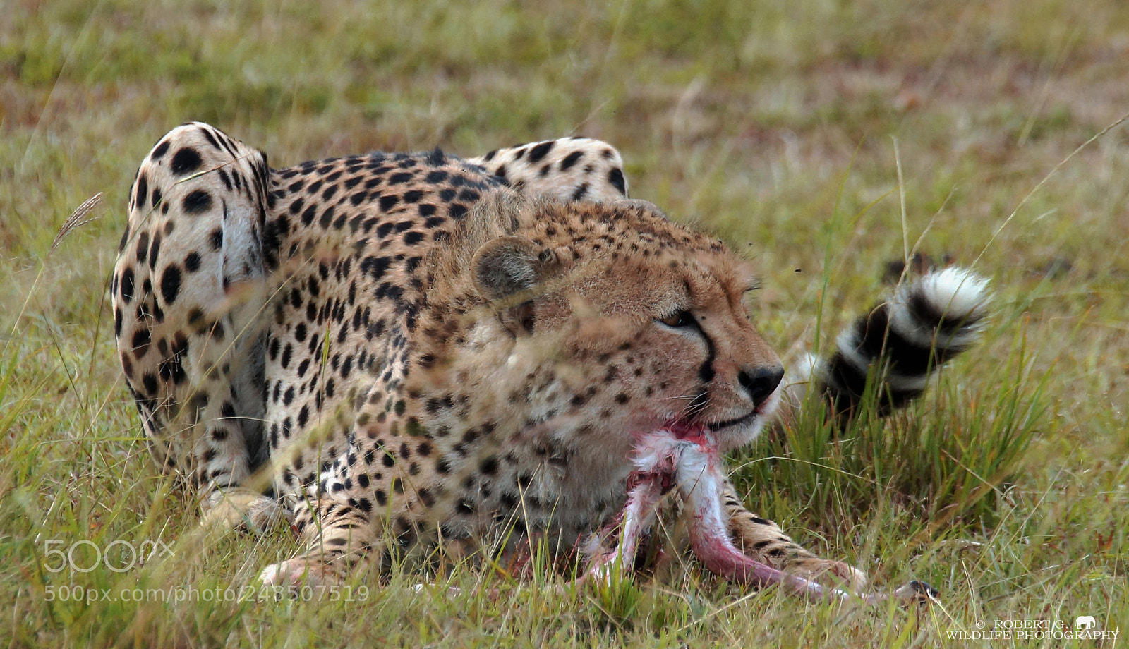 Sony SLT-A77 sample photo. Cheetah with prey photography