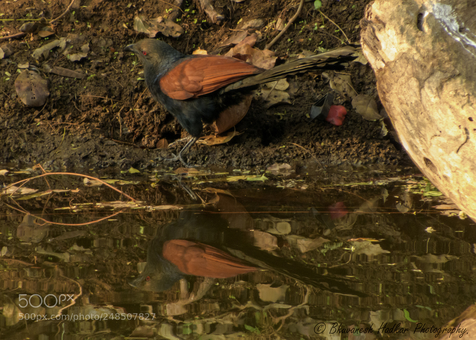 Nikon Coolpix B700 sample photo. Greater coucal. photography