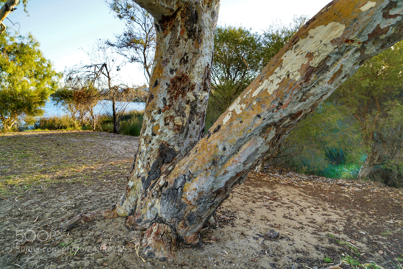 Sony a7R II sample photo. Painted photography