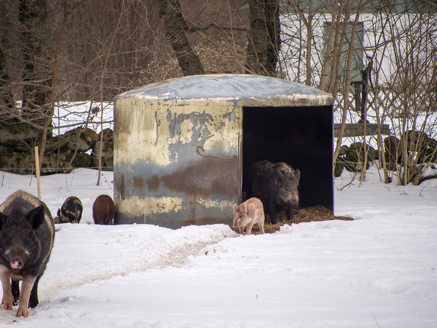 Olympus PEN E-PM2 sample photo. Pig house photography