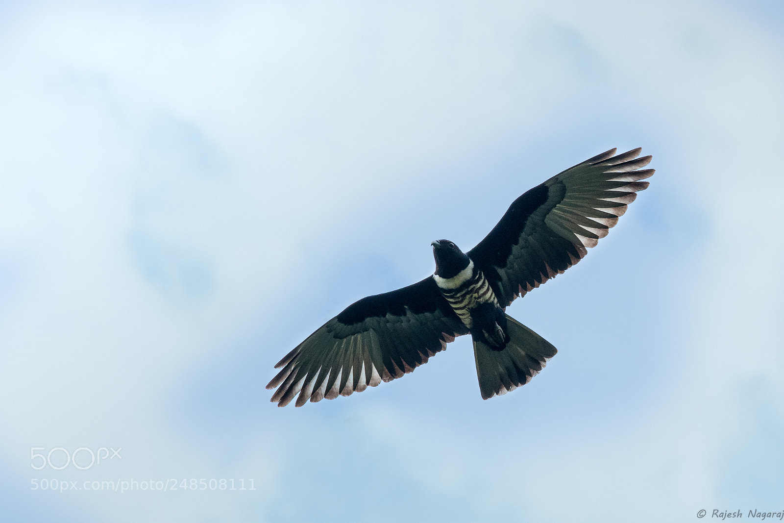 Nikon D500 sample photo. Black baza photography