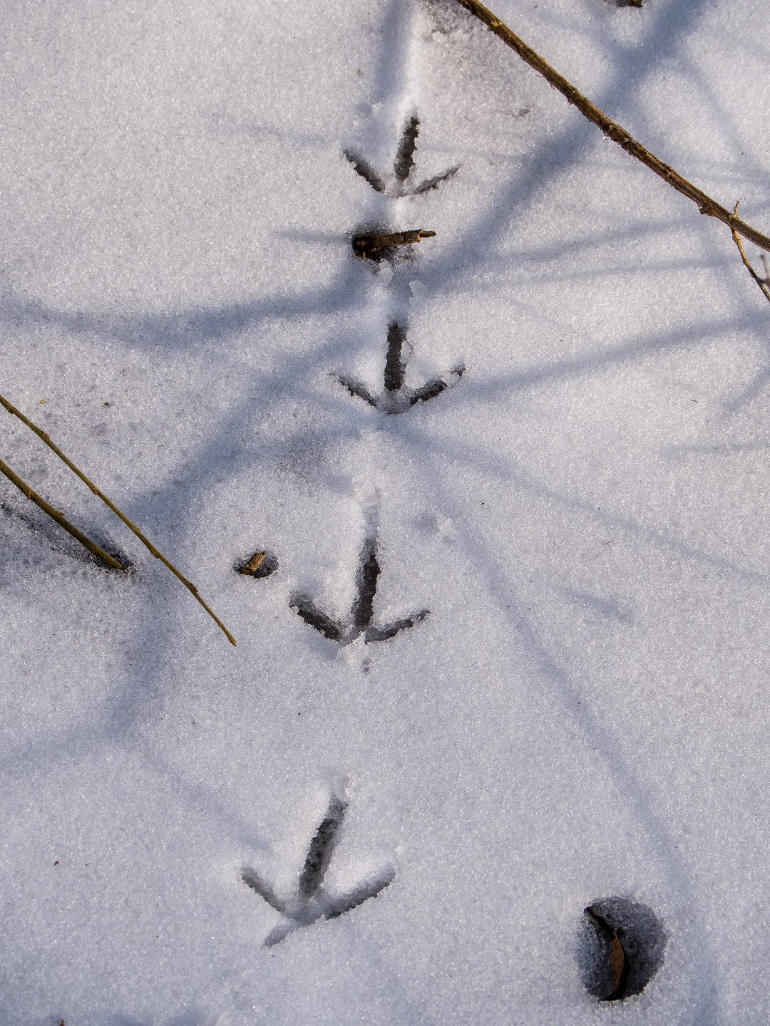 Olympus PEN E-PM2 sample photo. Pheasant tracks photography