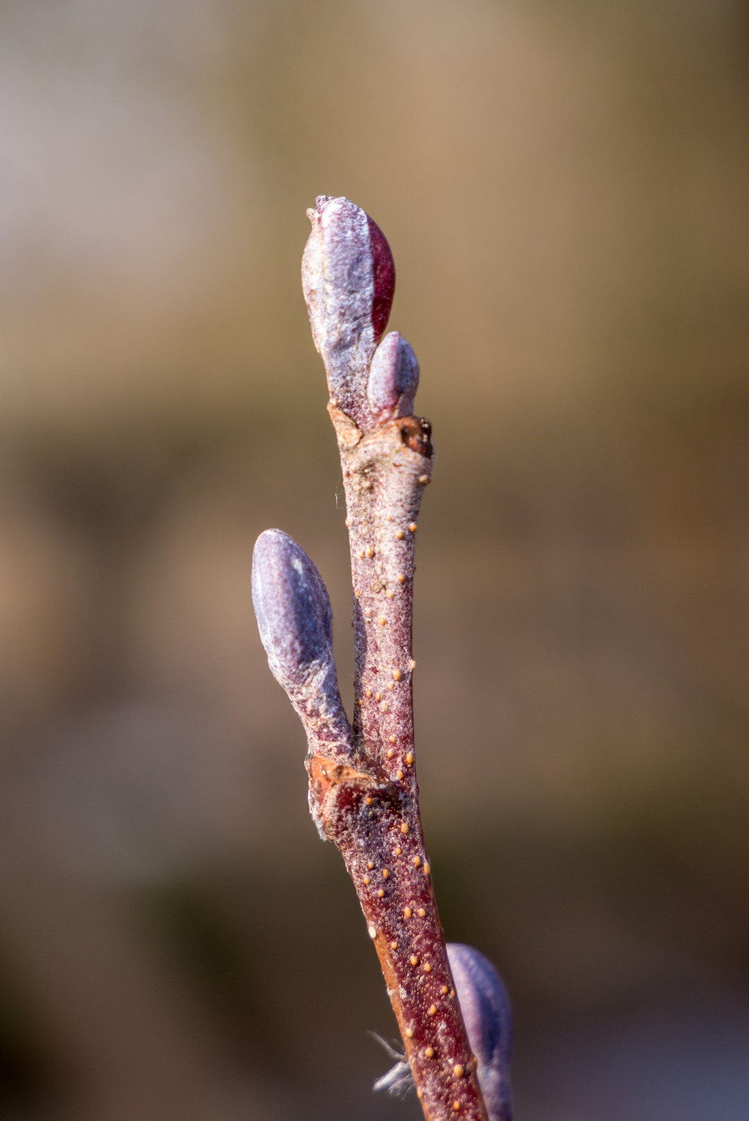 Panasonic Lumix DMC-GX1 sample photo. Early spring buds photography