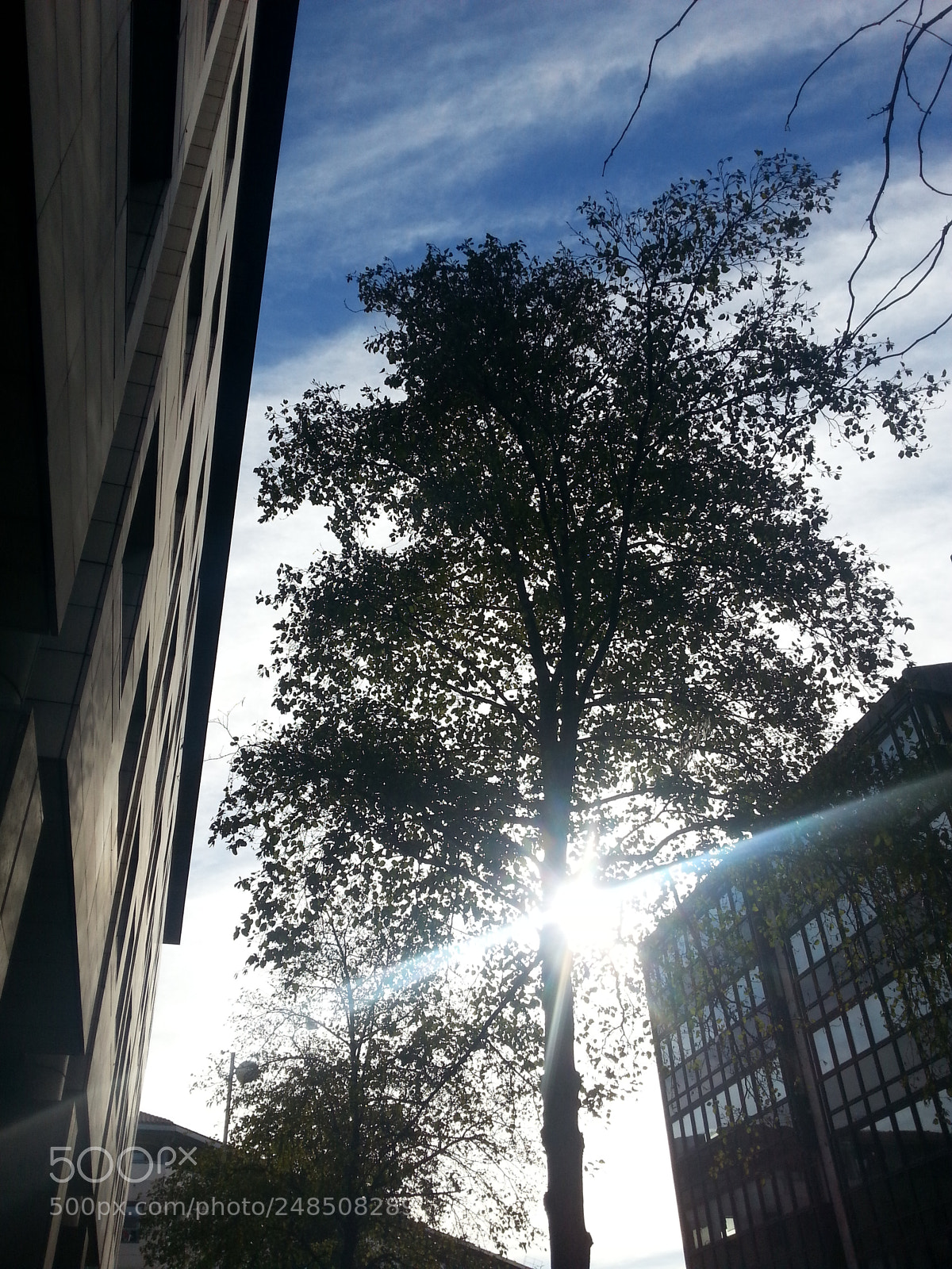 Samsung Galaxy S3 sample photo. Le dernier arbre photography