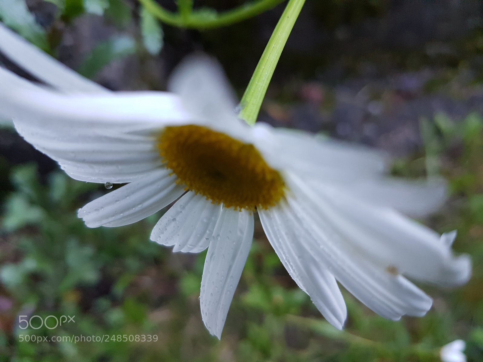 Samsung Galaxy S7 Edge sample photo. Flower of camp photography