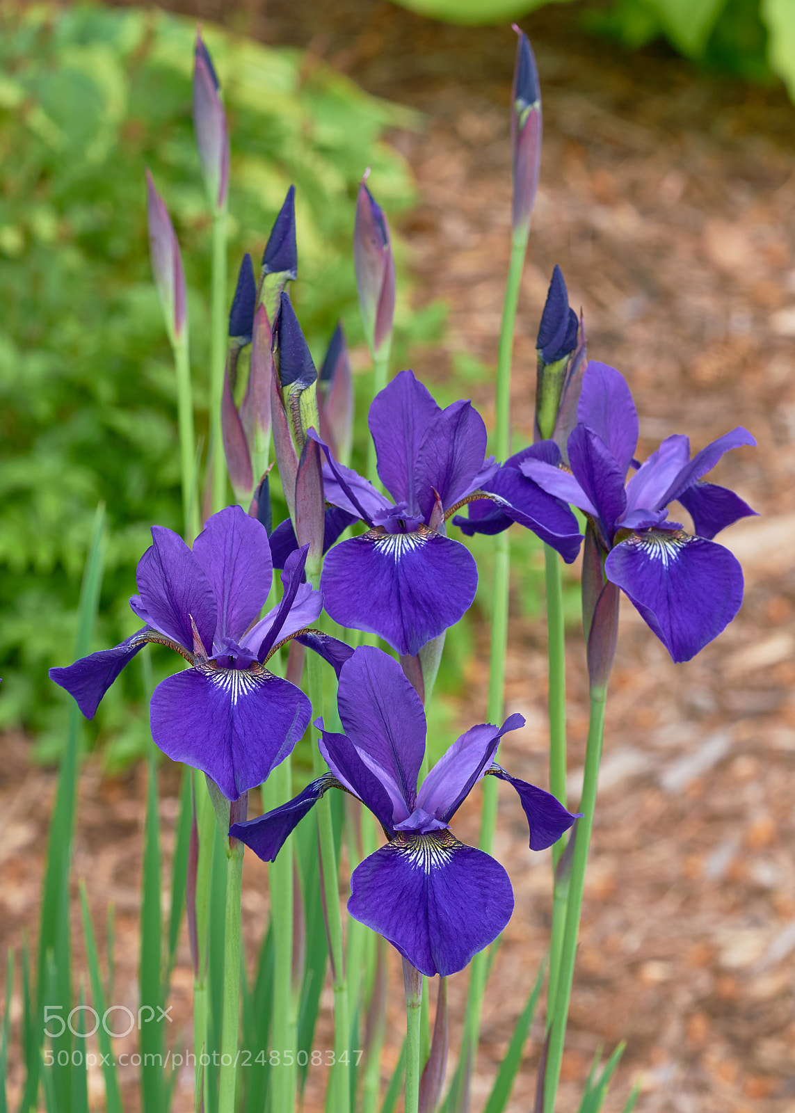 Sony a7R II sample photo. Siberian iris photography